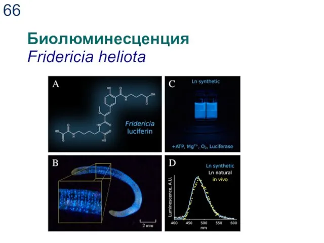 Биолюминесценция Fridericia heliota