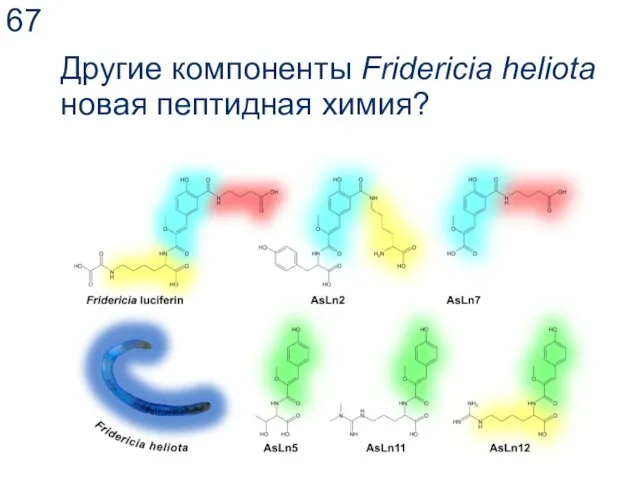 Другие компоненты Fridericia heliota новая пептидная химия?