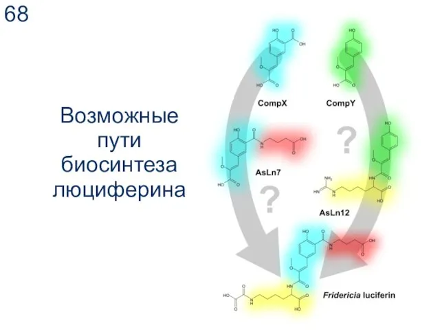 Возможные пути биосинтеза люциферина