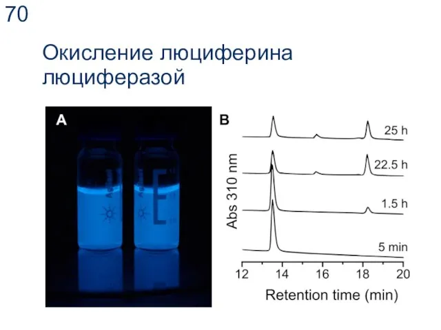 Окисление люциферина люциферазой