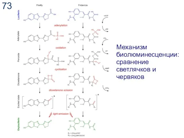 Механизм биолюминесценции: сравнение светлячков и червяков