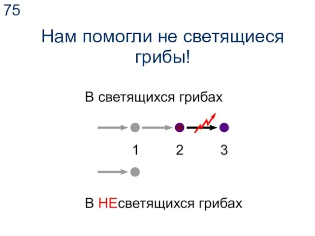 Нам помогли не светящиеся грибы!