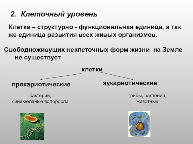 2. Клеточный уровень Клетка – структурно - функциональная единица, а так