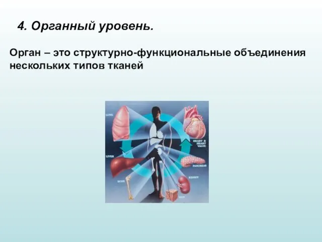 4. Органный уровень. Орган – это структурно-функциональные объединения нескольких типов тканей