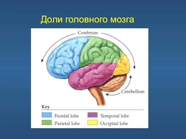 Доли головного мозга