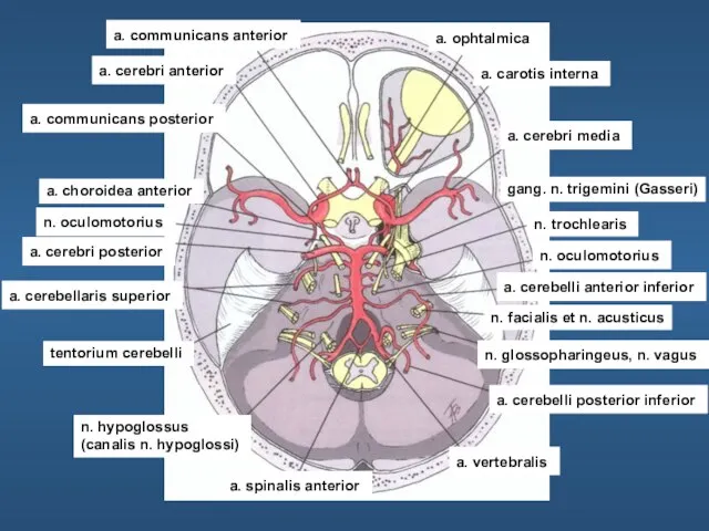 a. ophtalmica a. carotis interna a. cerebri media gang. n. trigemini