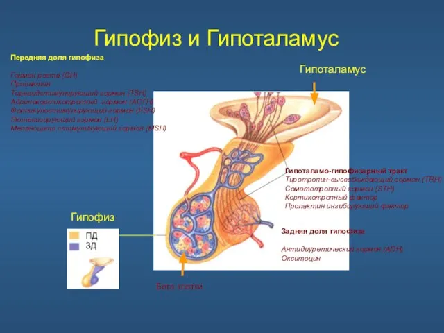 Гипофиз и Гипоталамус Гипофиз Гипоталамус Гипоталамо-гипофизарный тракт Тиротропин-высвобождающий гормон (TRH) Соматотропный