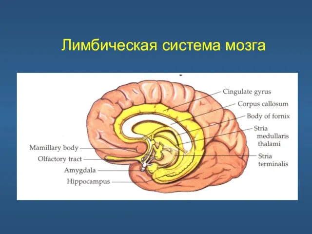 Лимбическая система мозга