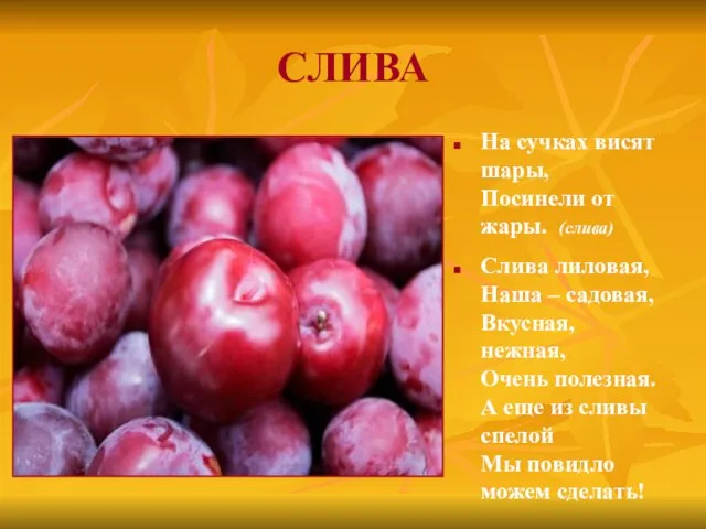 СЛИВА На сучках висят шары, Посинели от жары. (слива) Слива лиловая,