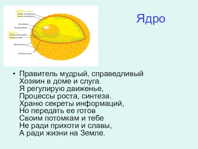 Ядро Правитель мудрый, справедливый Хозяин в доме и слуга. Я регулирую