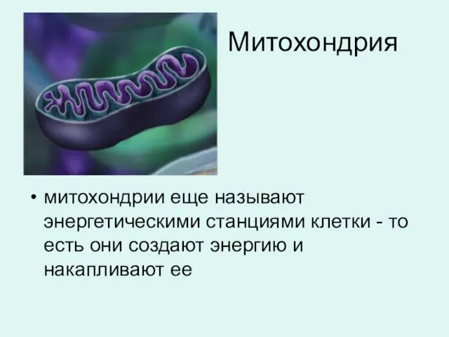 Митохондрия митохондрии еще называют энергетическими станциями клетки - то есть они создают энергию и накапливают ее