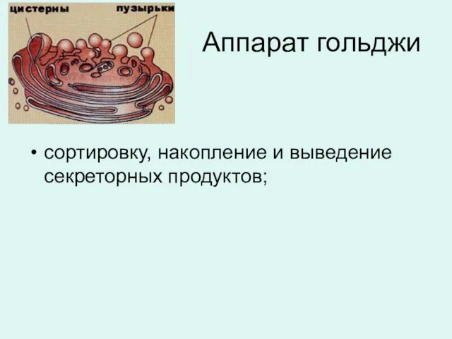 Аппарат гольджи сортировку, накопление и выведение секреторных продуктов;