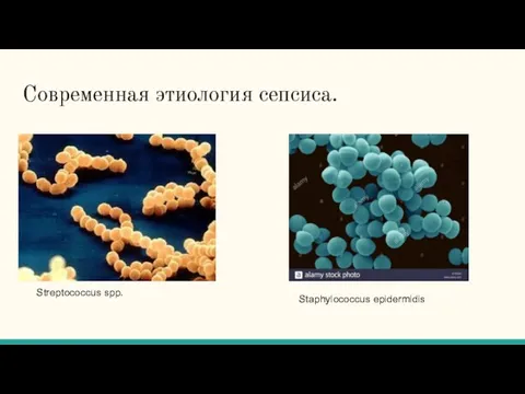 Современная этиология сепсиса. Streptococcus spp. Staphylococcus epidermidis