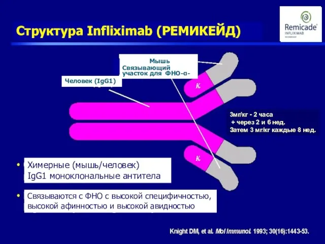 Структура Infliximab (РЕМИКЕЙД) Химерные (мышь/человек) IgG1 моноклональные антитела Связываются с ФНО