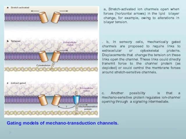 Gating models of mechano-transduction channels. a, Stretch-activated ion channels open when