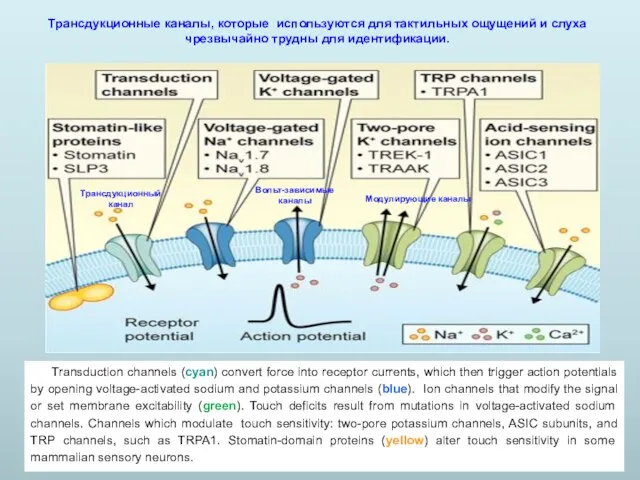 Transduction channels (cyan) convert force into receptor currents, which then trigger