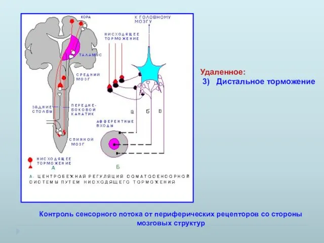 Удаленное: 3) Дистальное торможение Контроль сенсорного потока от периферических рецепторов со стороны мозговых структур