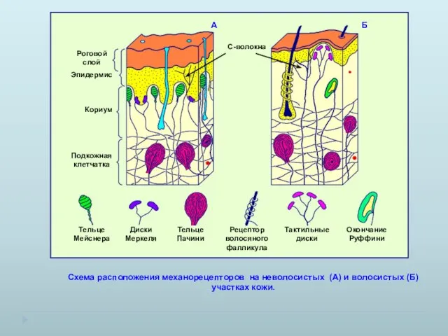 Схема расположения механорецепторов на неволосистых (А) и волосистых (Б) участках кожи. А Б С-волокна