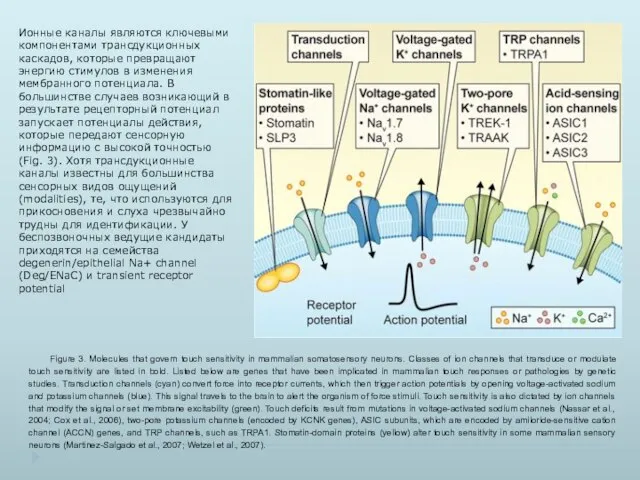 Figure 3. Molecules that govern touch sensitivity in mammalian somatosensory neurons.