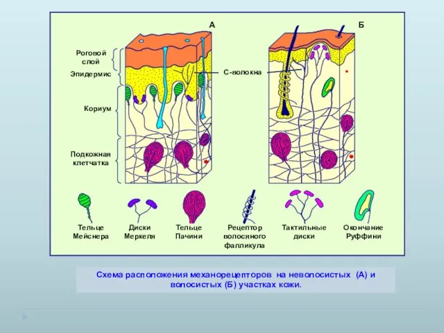 Схема расположения механорецепторов на неволосистых (А) и волосистых (Б) участках кожи. А Б С-волокна