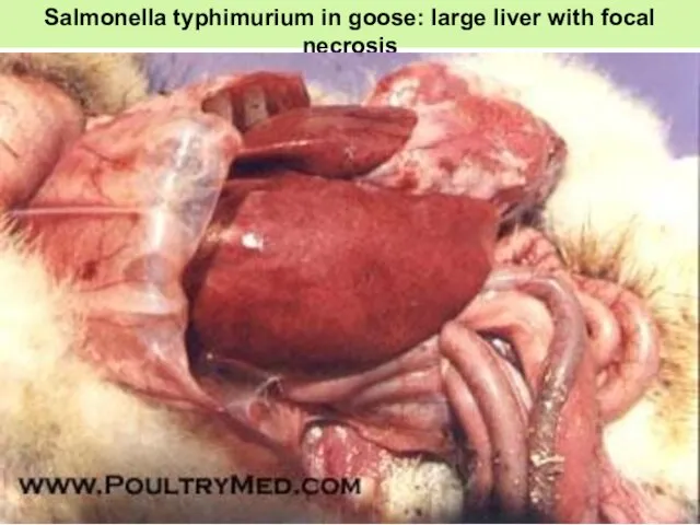 Salmonella typhimurium in goose: large liver with focal necrosis