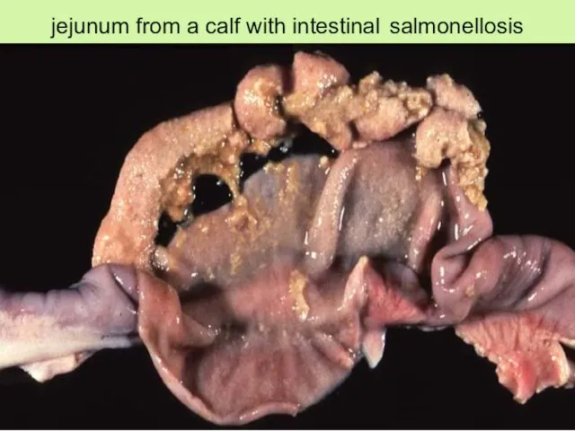 jejunum from a calf with intestinal salmonellosis