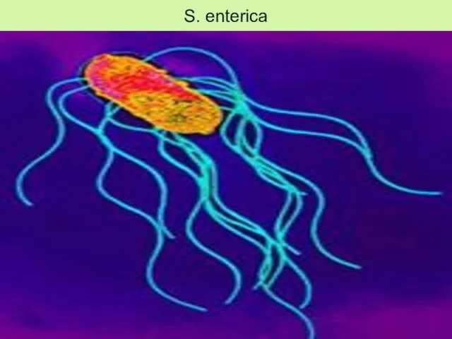 S. enterica