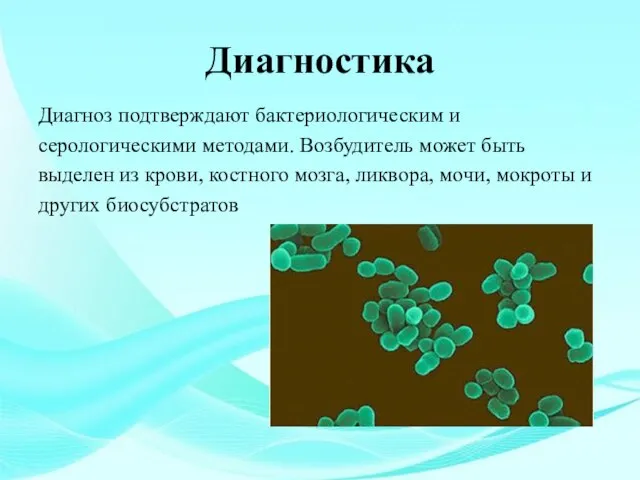 Диагностика Диагноз подтверждают бактериологическим и серологическими методами. Возбудитель может быть выделен