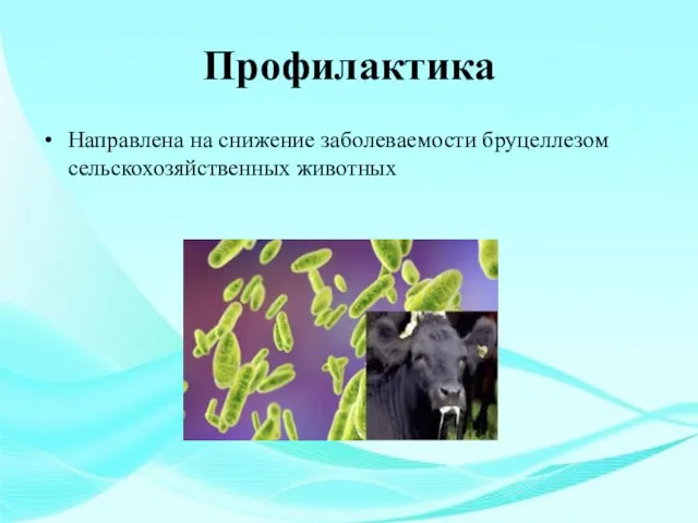 Профилактика Направлена на снижение заболеваемости бруцеллезом сельскохозяйственных животных