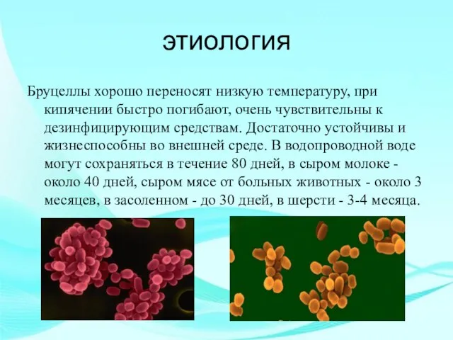 этиология Бруцеллы хорошо переносят низкую температуру, при кипячении быстро погибают, очень