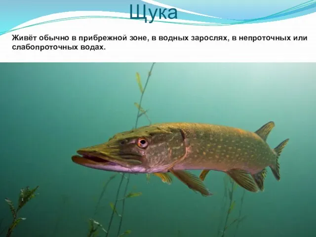 Щука Живёт обычно в прибрежной зоне, в водных зарослях, в непроточных или слабопроточных водах.