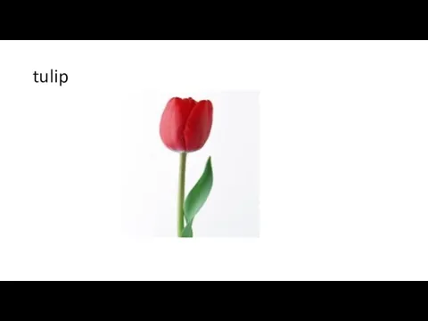 tulip