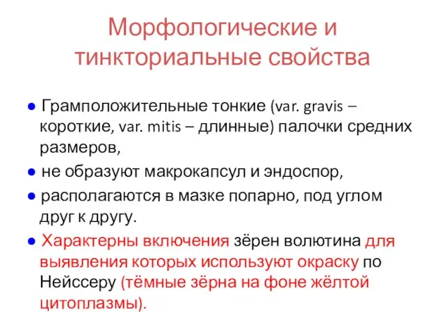 Морфологические и тинкториальные свойства ● Грамположительные тонкие (var. gravis – короткие,