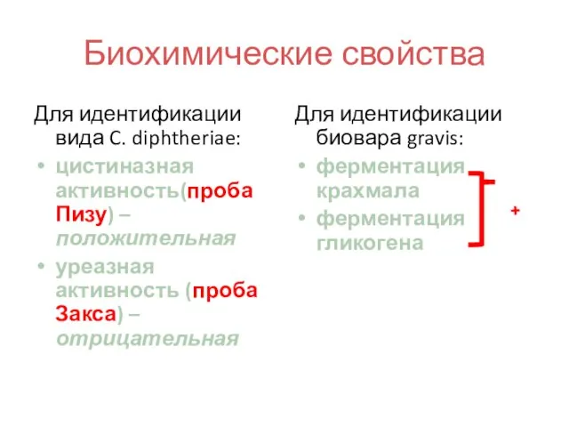 Биохимические свойства Для идентификации вида C. diphtheriae: цистиназная активность(проба Пизу) –