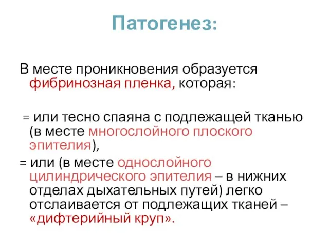 Патогенез: В месте проникновения образуется фибринозная пленка, которая: = или тесно