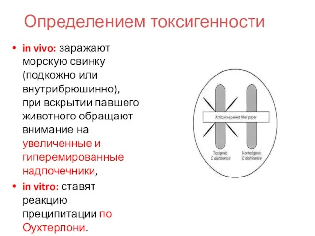 Определением токсигенности in vivo: заражают морскую свинку (подкожно или внутрибрюшинно), при