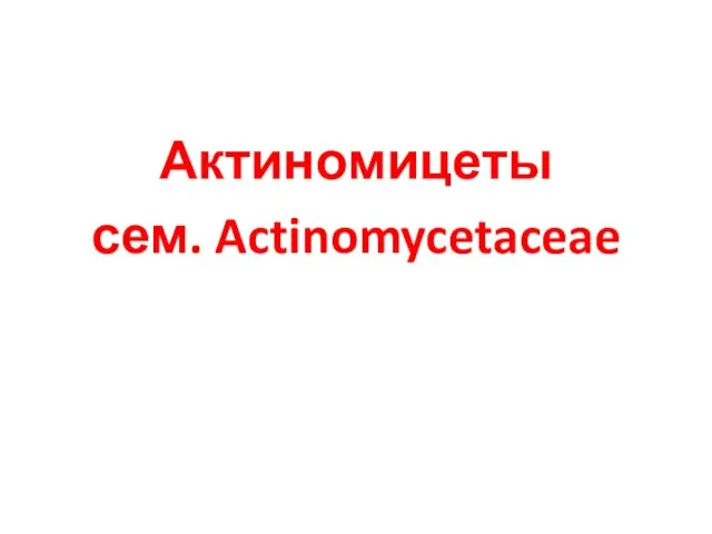 Актиномицеты сем. Actinomycetaceae