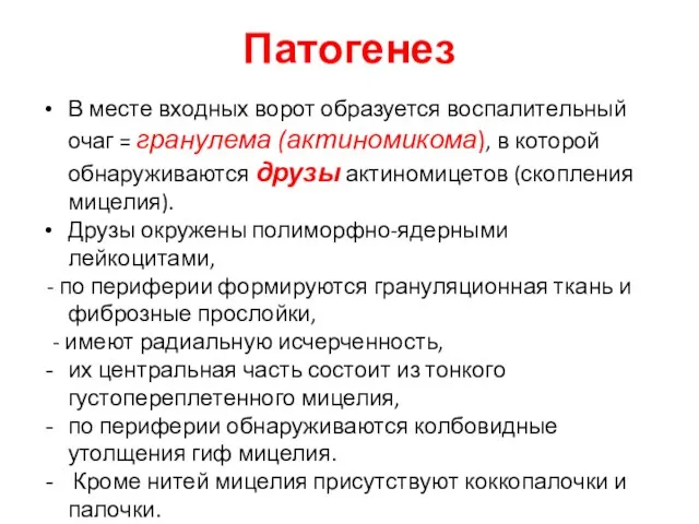 Патогенез В месте входных ворот образуется воспалительный очаг = гранулема (актиномикома),