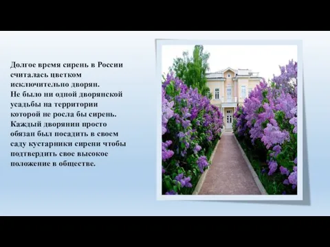 Долгое время сирень в России считалась цветком исключительно дворян. Не было