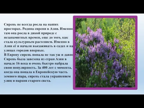 Сирень не всегда росла на наших просторах. Родина сирени в Азии.