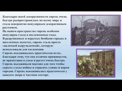 Благодаря своей декоративности сирень очень быстро распространилась по всему миру и