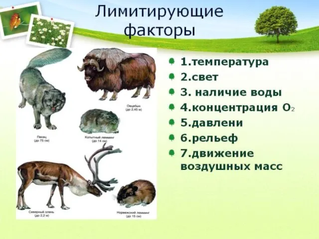 Лимитирующие факторы – это факторы, сдерживающие развитие организмов из-за недостатка или