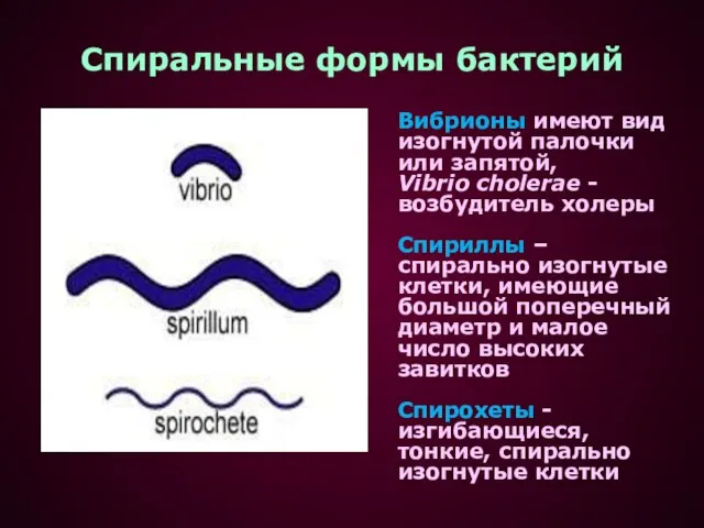 Спиральные формы бактерий Вибрионы имеют вид изогнутой палочки или запятой, Vibrio