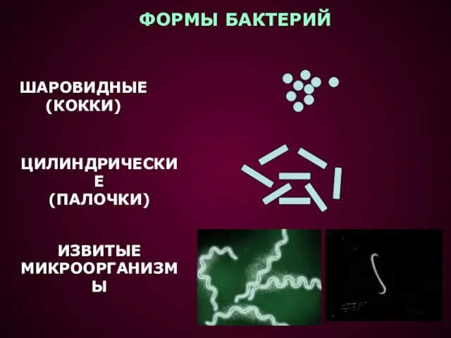 ФОРМЫ БАКТЕРИЙ ШАРОВИДНЫЕ (КОККИ) ЦИЛИНДРИЧЕСКИЕ (ПАЛОЧКИ) ИЗВИТЫЕ МИКРООРГАНИЗМЫ