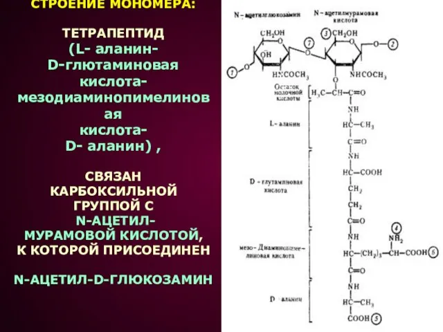 СТРОЕНИЕ МОНОМЕРА: ТЕТРАПЕПТИД (L- аланин- D-глютаминовая кислота- мезодиаминопимелиновая кислота- D- аланин)