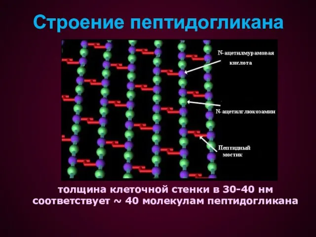 Строение пептидогликана толщина клеточной стенки в 30-40 нм соответствует ~ 40 молекулам пептидогликана