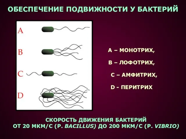 ОБЕСПЕЧЕНИЕ ПОДВИЖНОСТИ У БАКТЕРИЙ А – МОНОТРИХ, В – ЛОФОТРИХ, C