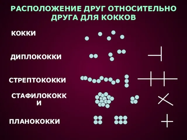 РАСПОЛОЖЕНИЕ ДРУГ ОТНОСИТЕЛЬНО ДРУГА ДЛЯ КОККОВ КОККИ ДИПЛОКОККИ СТРЕПТОКОККИ СТАФИЛОКОККИ ПЛАНОКОККИ