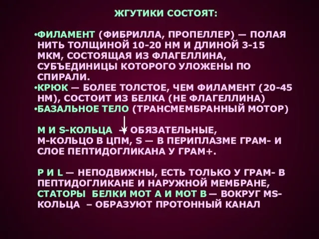 ЖГУТИКИ СОСТОЯТ: ФИЛАМЕНТ (ФИБРИЛЛА, ПРОПЕЛЛЕР) — ПОЛАЯ НИТЬ ТОЛЩИНОЙ 10-20 НМ