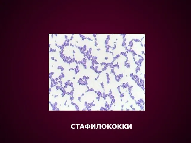 СТАФИЛОКОККИ